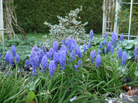 Muscari armeniacum.jpg_sjpg